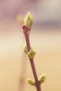 First spring buds on lilac bush Royalty Free Stock Photo