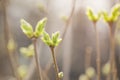 First spring buds on lilac bush Royalty Free Stock Photo