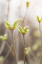 First spring buds on lilac bush Royalty Free Stock Photo