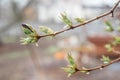 First spring buds of lilac in early spring on blurry background Royalty Free Stock Photo