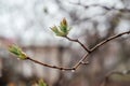 First spring buds of lilac in early spring on blurry background Royalty Free Stock Photo