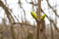 The first spring buds of lilac Royalty Free Stock Photo