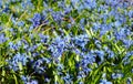 First spring bulb flowers beauty. Beautiful bluebells, sky blue scilla siberica, siberian squill flowers are blooming profusely in