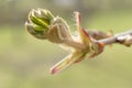 First spring chestnut bud