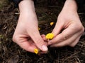 First spring Coltsfoot tussilago farfara flowers Royalty Free Stock Photo