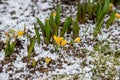 First spring crocus flower in water from melting snow.Crocuses grow under snow on a spring sunny day. Beautiful yellow Royalty Free Stock Photo