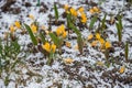 First spring crocus flower in water from melting snow.Crocuses grow under snow on a spring sunny day. Beautiful yellow Royalty Free Stock Photo