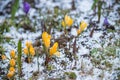 First spring crocus flower in water from melting snow.Crocuses grow under snow on a spring sunny day. Beautiful yellow Royalty Free Stock Photo