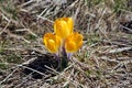 First Spring Crocus photo