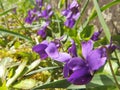 A lots of violets in the grass Royalty Free Stock Photo