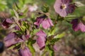 The first spring day. Blooming flowers hellebore in a sunny day, also known as Christmas or Lenten rose. Helleborus Double Ellen P Royalty Free Stock Photo