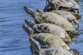 Western Painted Turtle Line Juanita Bay Park Lake Washington Kirkland Washiington Royalty Free Stock Photo