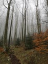 First Spring Days Mountain Forest Colors / Uchka, Istria, Croatia