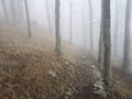 First Spring Days Mountain Forest in Fog / Uchka, Istria, Croatia