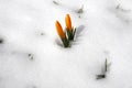 The first spring delicate crocus flowers make their way in the garden from under the white snow on a sunny day