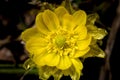 First spring flower Adonis vernalis Royalty Free Stock Photo