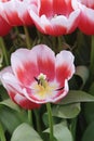 First spring flower blossom. Red and white tulip, close up Royalty Free Stock Photo