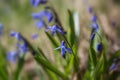 Blue flowers of the Scilla Squill blooming in April. Bright spring flower of Scilla Bifolia closeup - Bluebells in a spring forest