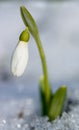 First spring flower growing from snow