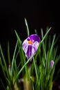 First spring flower purple crocus on a black background. Royalty Free Stock Photo