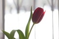 Red tulip on the window Royalty Free Stock Photo
