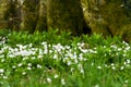 Snowdrop Royalty Free Stock Photo