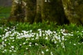 Snowdrop Royalty Free Stock Photo