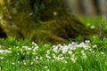 Snowdrop Royalty Free Stock Photo
