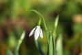 The first spring flower is snowdrop. Spring background Royalty Free Stock Photo