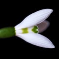 The first spring flower is a snowdrop. Isolated on a black Royalty Free Stock Photo