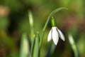 The first spring flower is a snowdrop. Macro shot. Royalty Free Stock Photo