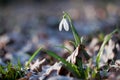 First spring flower snowdrop