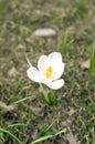 First spring flower (white crocus) Royalty Free Stock Photo