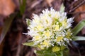 The first spring flower is whitebud. Petasites Royalty Free Stock Photo