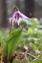 First spring flower in the wild forest Royalty Free Stock Photo