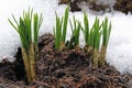 First spring flower after the winter, crocus in the snow Royalty Free Stock Photo