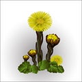 First spring flower, yellow coltsfoot. Royalty Free Stock Photo