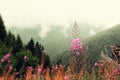 First spring flowers on Alps mountains background in cloudy day. Copy space. Spring, summer, travel concept in tendy