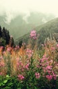 First spring flowers on Alps mountains background in cloudy day. Copy space. Spring, summer, travel concept in tendy