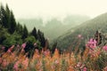 First spring flowers on Alps mountains background in cloudy day. Copy space. Spring, summer, travel concept in tendy