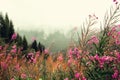 First spring flowers on Alps mountains background in cloudy day. Copy space. Spring, summer, travel concept in tendy