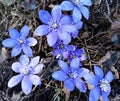 First spring flowers, Anemone hepatica . Border of blue violet wild forest flowers liverwort Royalty Free Stock Photo