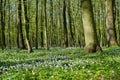 Anemone nemorosa bloom in spring forest