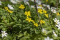 the first spring flowers of anemone are yellow in a mixed forest Royalty Free Stock Photo