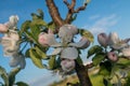 First spring flowers of a apple tree with blue sky. Macro photo, flowers of apple. Apple Trees have pretty flowers in Royalty Free Stock Photo