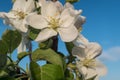 First spring flowers of a apple tree with blue sky. Macro photo, flowers of apple. Apple Trees have pretty flowers in Royalty Free Stock Photo