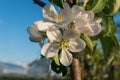 First spring flowers of a apple tree with blue sky. Macro photo, flowers of apple. Apple Trees have pretty flowers in Royalty Free Stock Photo