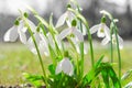 First spring flowers backlit snowdrops on sunshine Alpine glade Royalty Free Stock Photo