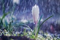 Beautiful spring white crocus in the spring rain Royalty Free Stock Photo