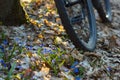 First spring flowers and bicycle wheel closeup